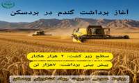 آغاز عملیات برداشت و خرید تضمینی گندم در بردسکن